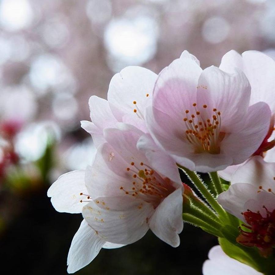 Spring Photograph - Instagram Photo #771460646994 by Toshiyuki Murakami