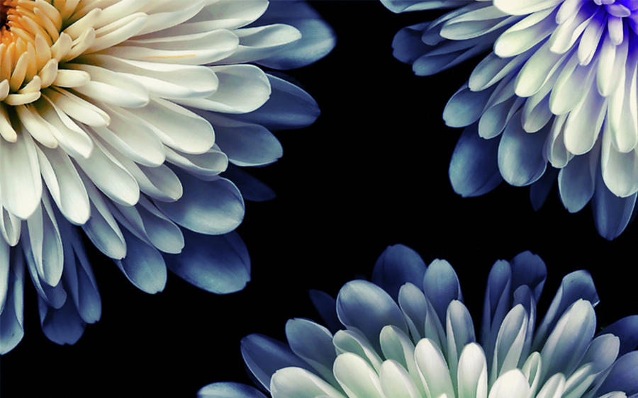 Daisy Digital Art - Flower #79 by Maye Loeser