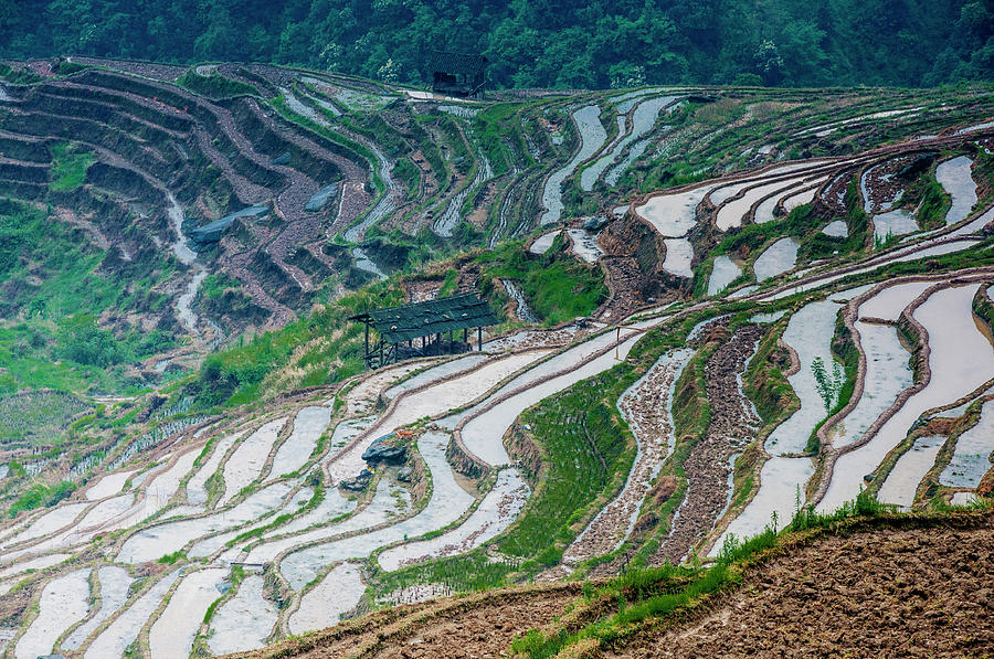 Longji terraced fields scenery #79 Photograph by Carl Ning