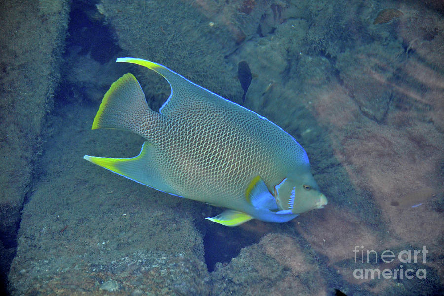 79- Parrot Fish Photograph by Joseph Keane 79- Parrot Fish Photograph by Joseph Keane