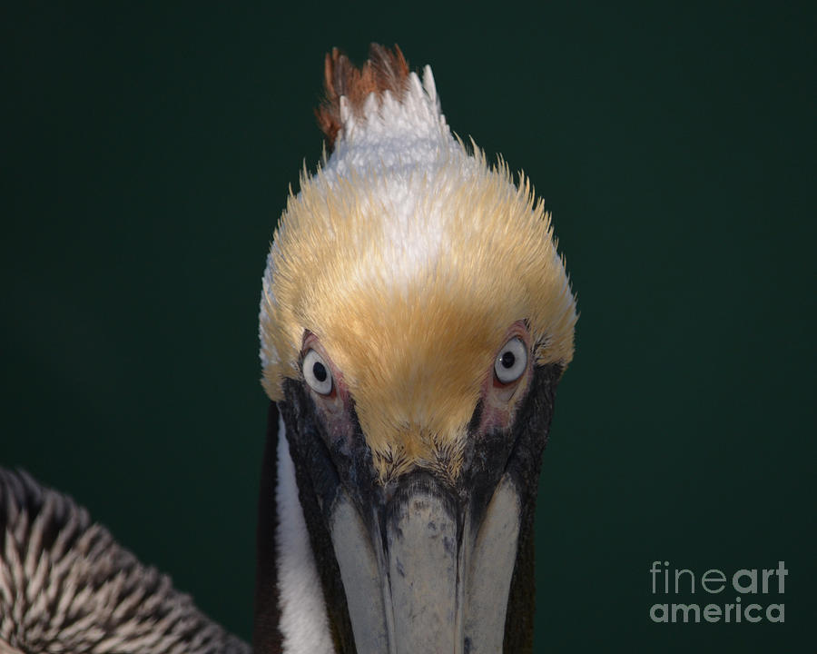 79- Pelican Mohawk Photograph by Joseph Keane