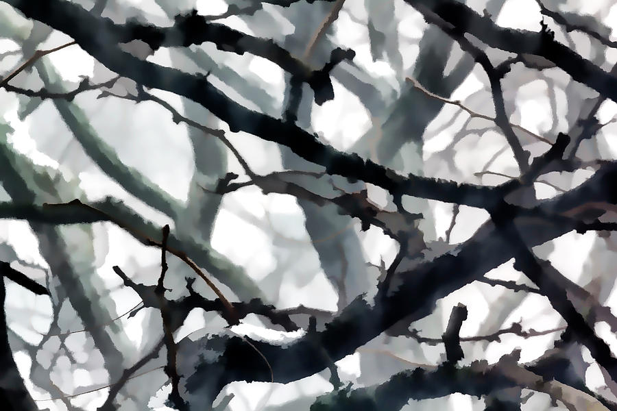 Snow and Branches #79 Photograph by Robert Ullmann