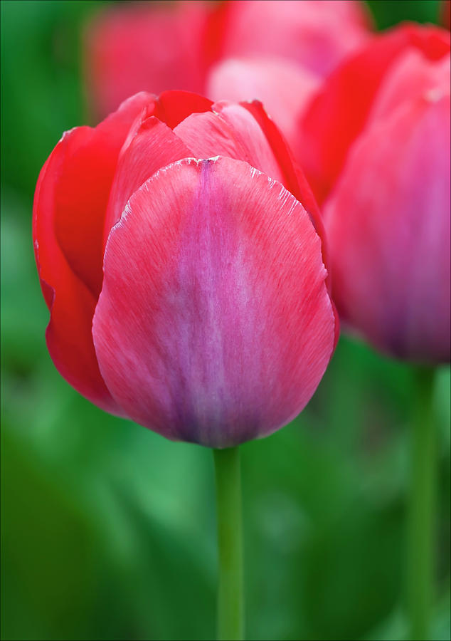 Tulips #79 Photograph by Robert Ullmann