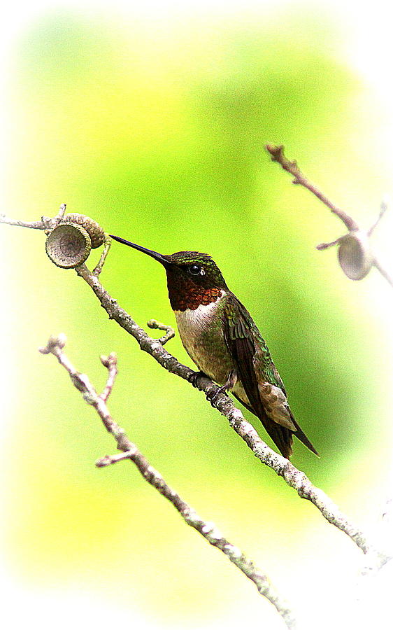 7962-002 - Ruby-throated Hummingbird Photograph by Travis Truelove