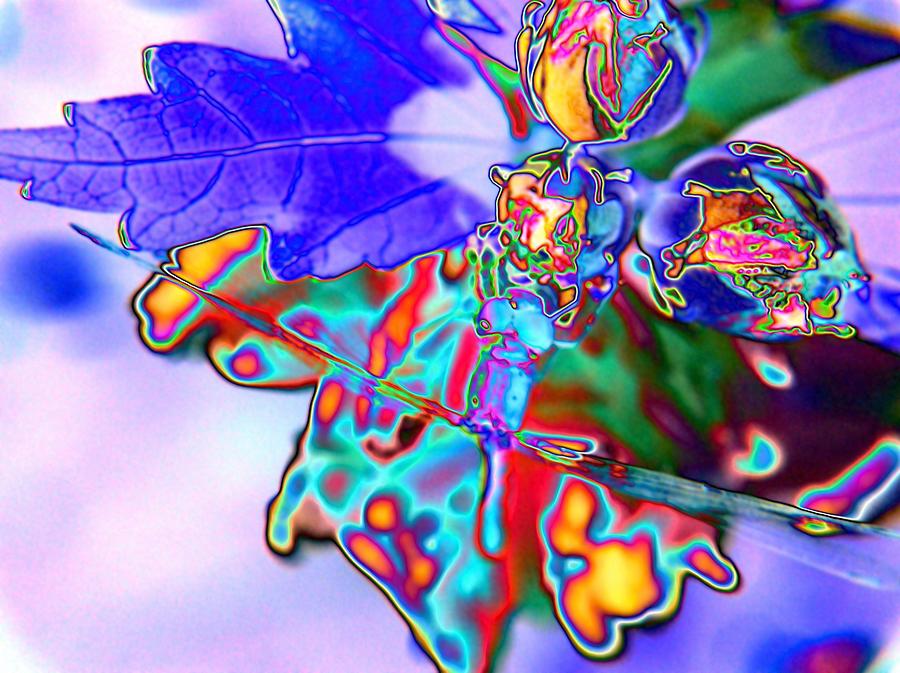 Abstract Dragonfly #8 Digital Art by Belinda Cox