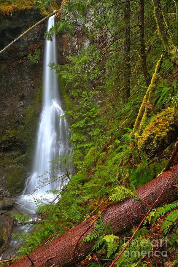 Marymere Falls Portrait Photograph by Adam Jewell