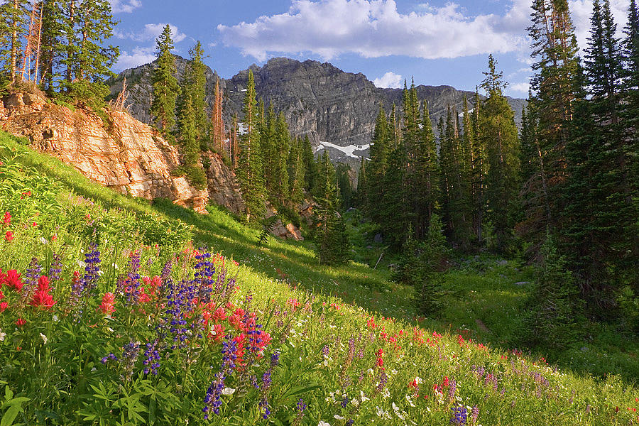 Albion Basin Wildflowers #8 Photograph by Douglas Pulsipher