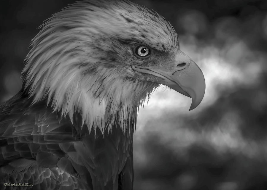 American Bald Eagle #8 Photograph by LeeAnn McLaneGoetz McLaneGoetzStudioLLCcom