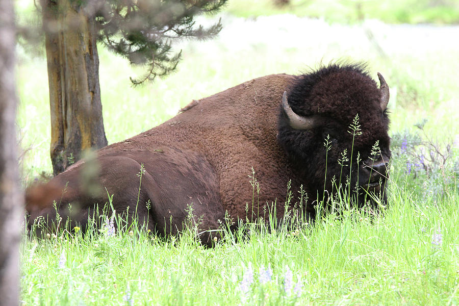 American Bison Yellowstone USA #8 Photograph by Bob Savage