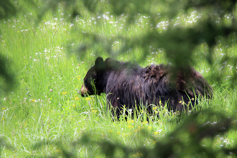 American Black Bear Yellowstone USA #8 Photograph by Bob Savage