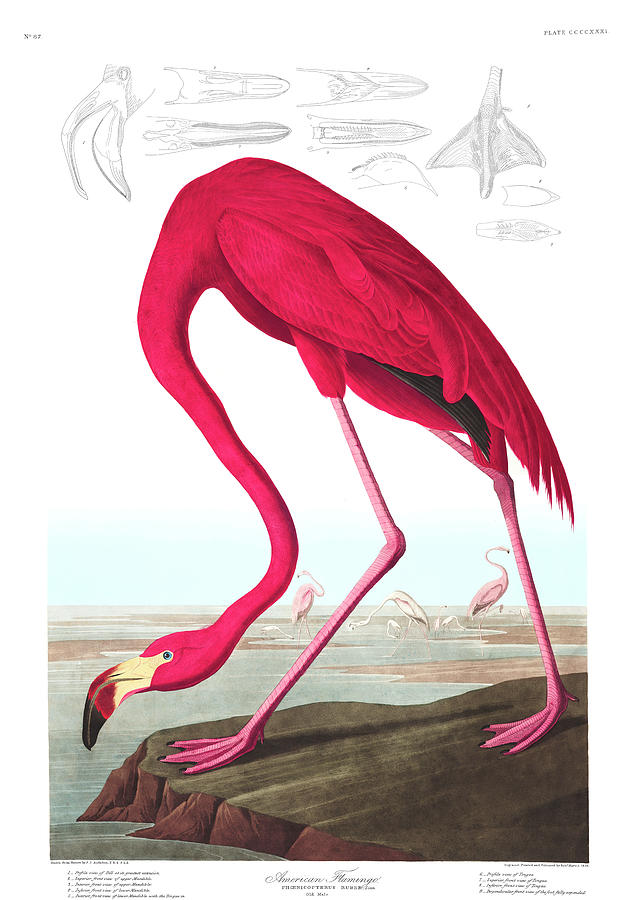 Flamingo Painting - American Flamingo #9 by John James Audubon