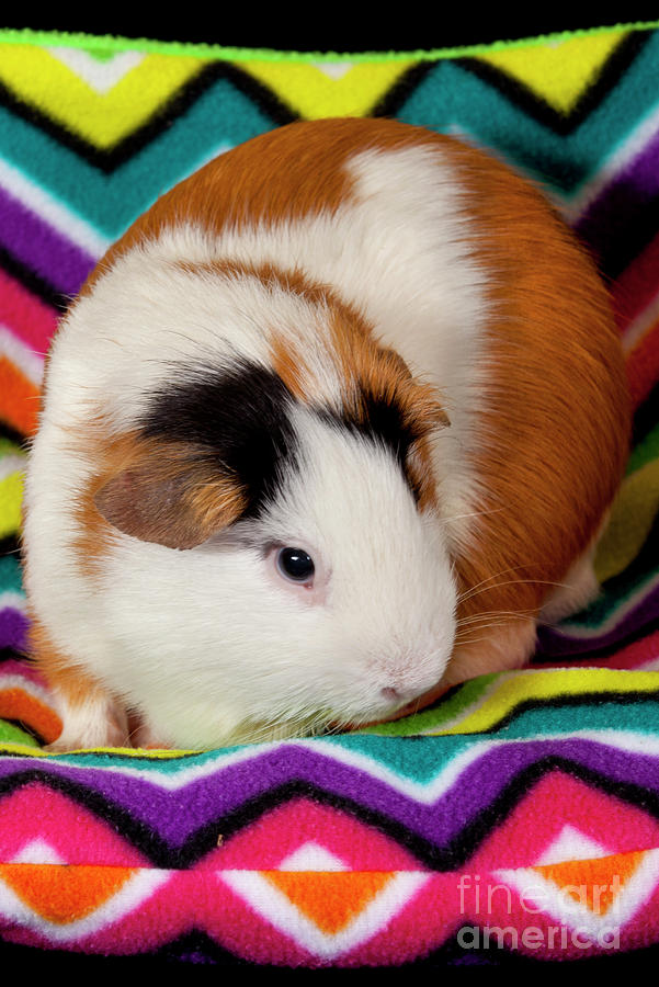 American Guinea Pigs - Cavia porcellus #8 Photograph by Anthony Totah