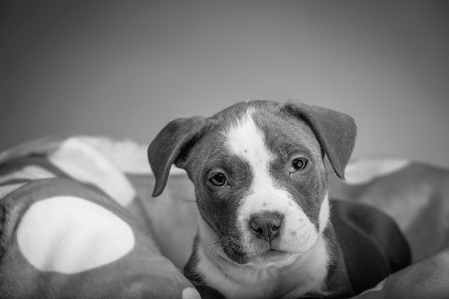American Pitbull Puppy #8 Photograph by Peter Lakomy