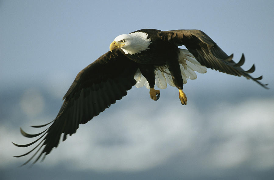 An American Bald Eagle In Flight Photograph by Klaus Nigge