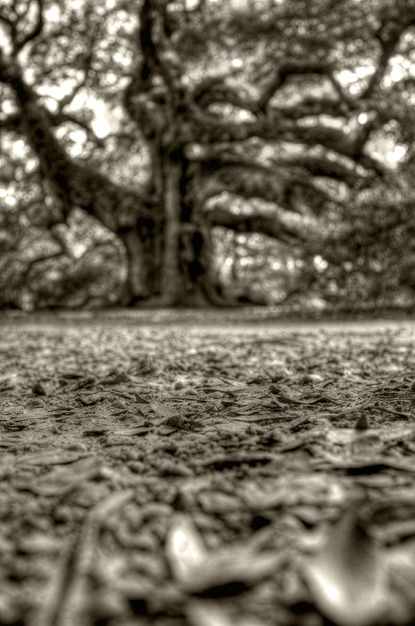 Tree Photograph - Angel Oak Live Oak Tree #8 by Dustin K Ryan