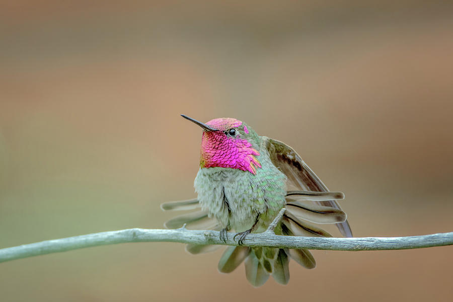 Annas Hummingbird #8 Photograph by Tam Ryan