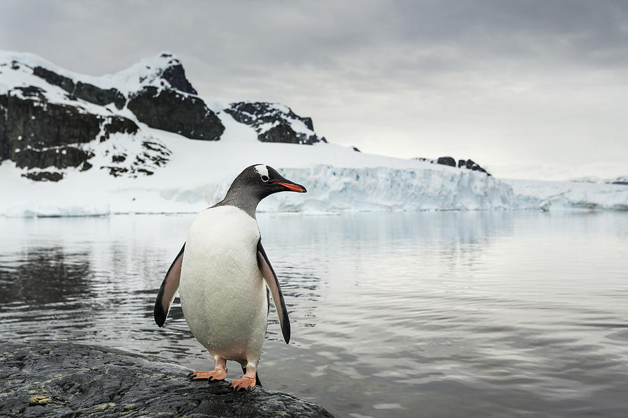 Antarctica, Cuverville Island, Gentoo #8 Photograph by Paul Souders
