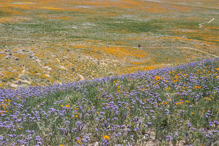 Antelope Valley Poppy Reserve by Beth Taylor Antelope Valley Poppy Reserve by Beth Taylor