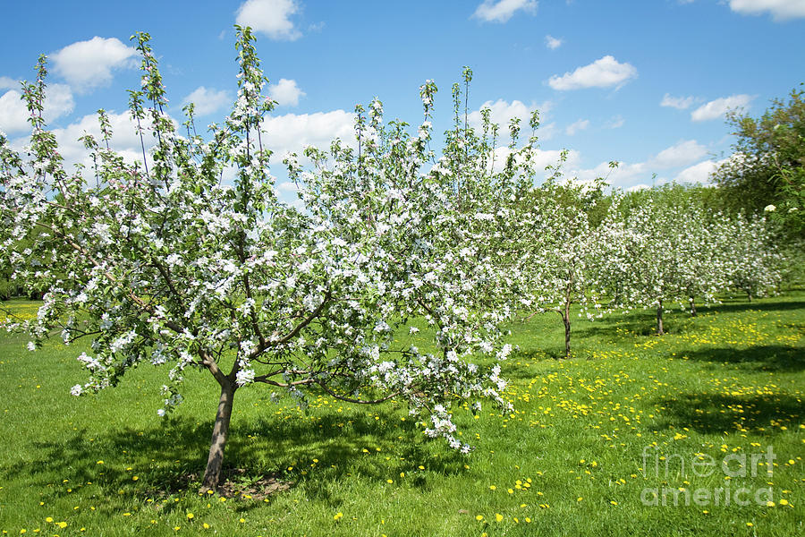 Apple garden in blossom #8 Photograph by Irina Afonskaya