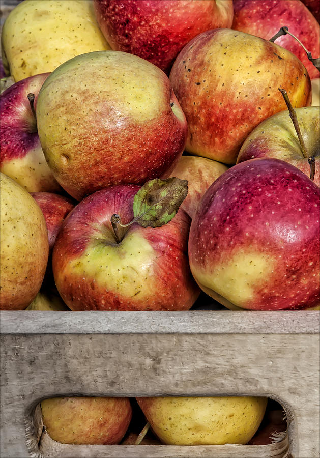 Apples #8 Photograph by Robert Ullmann