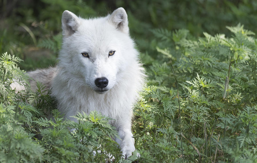 Arctic Wolf #8 Photograph by Josef Pittner