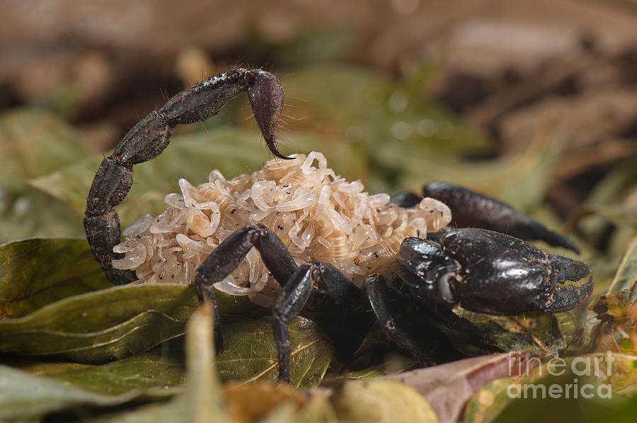 Asian Scorpion Carrying Young #8 Photograph by Francesco Tomasinelli