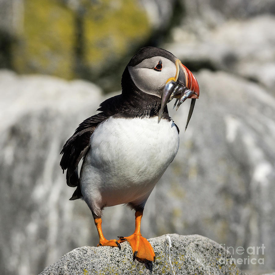 Atlantic Puffin #9 Photograph by Craig Shaknis