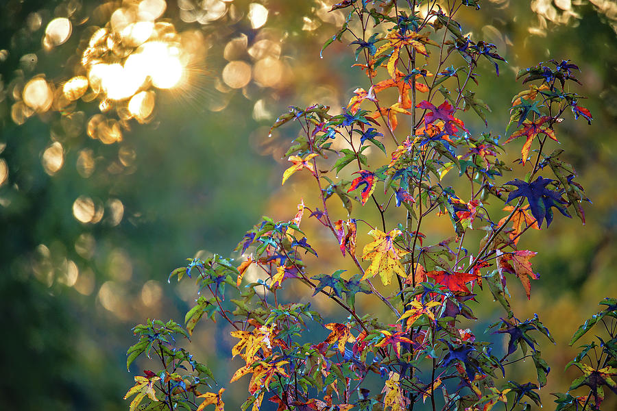 Autumn leaves decorate a beautiful nature bokeh background with ...