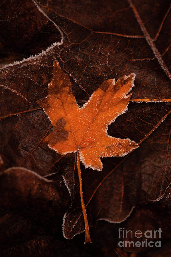 Autumn Leaves #8 Photograph by Jim Corwin