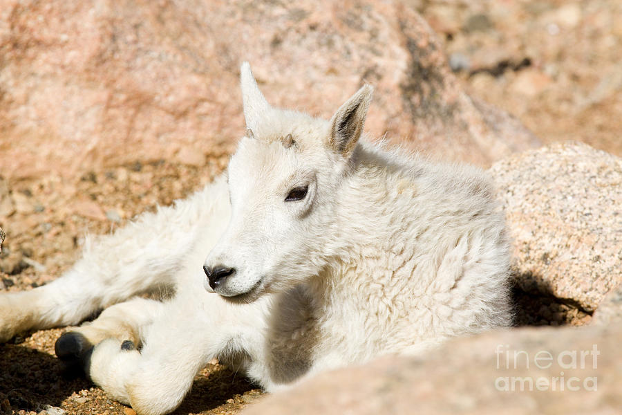 Baby Mountain Goats on Mount Evans #8 Photograph by Steven Krull