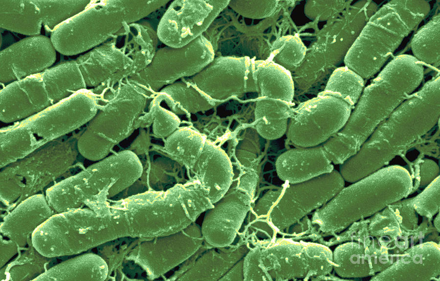 Bacillus Thuringiensis Photograph - Bacillus Thuringiensis Bacteria #8 by Scimat