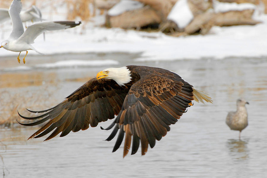 Bald Eagle #8 Photograph by Dennis Hammer