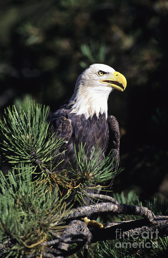 Bald Eagle #8 Photograph by John Hyde - Printscapes