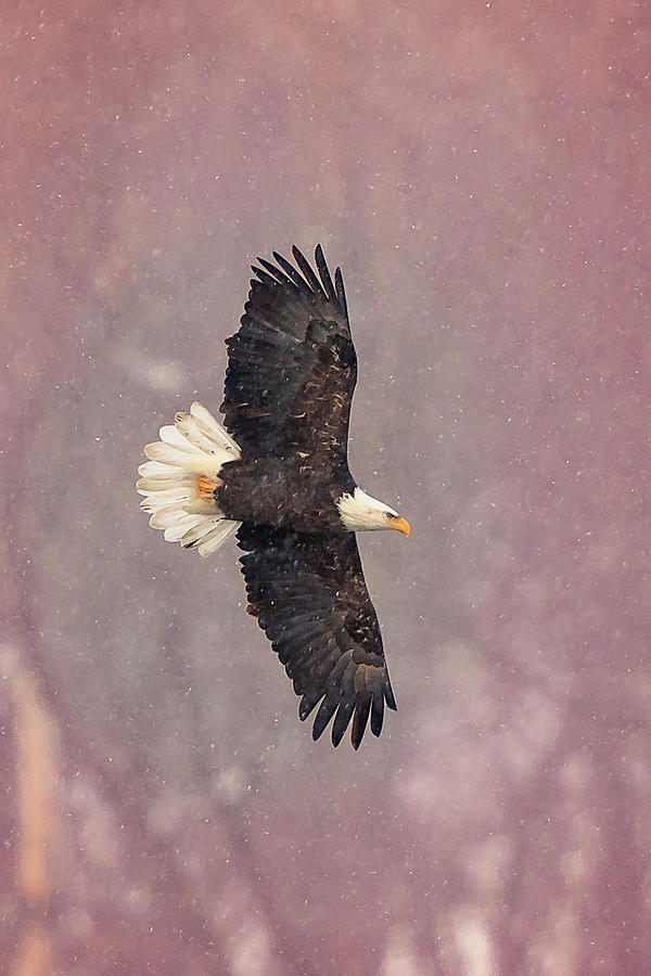 Bald Eagle #8 Photograph by Peter Lakomy