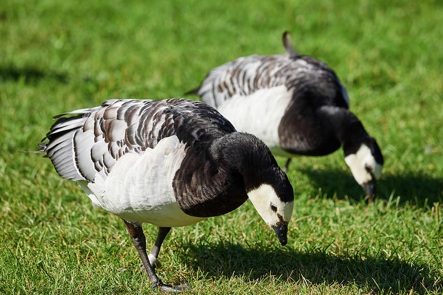 Barnacle goose #8 Photograph by Jouko Lehto