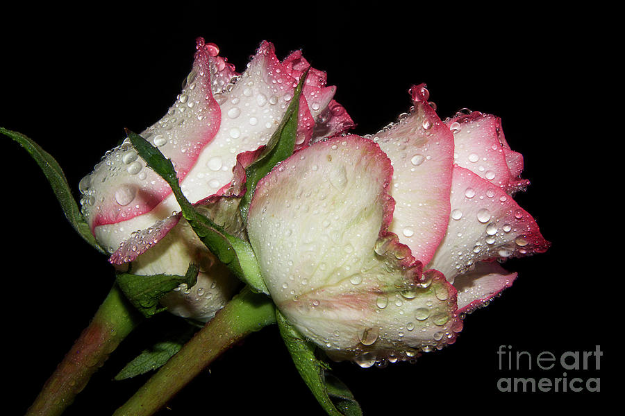 Flower Photograph - Beautiful Roses #8 by Elvira Ladocki