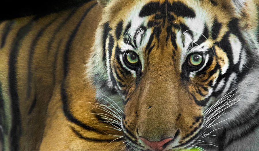 Nature Photograph - Bengal Tiger Panthera Tigris Tigris #8 by Panoramic Images