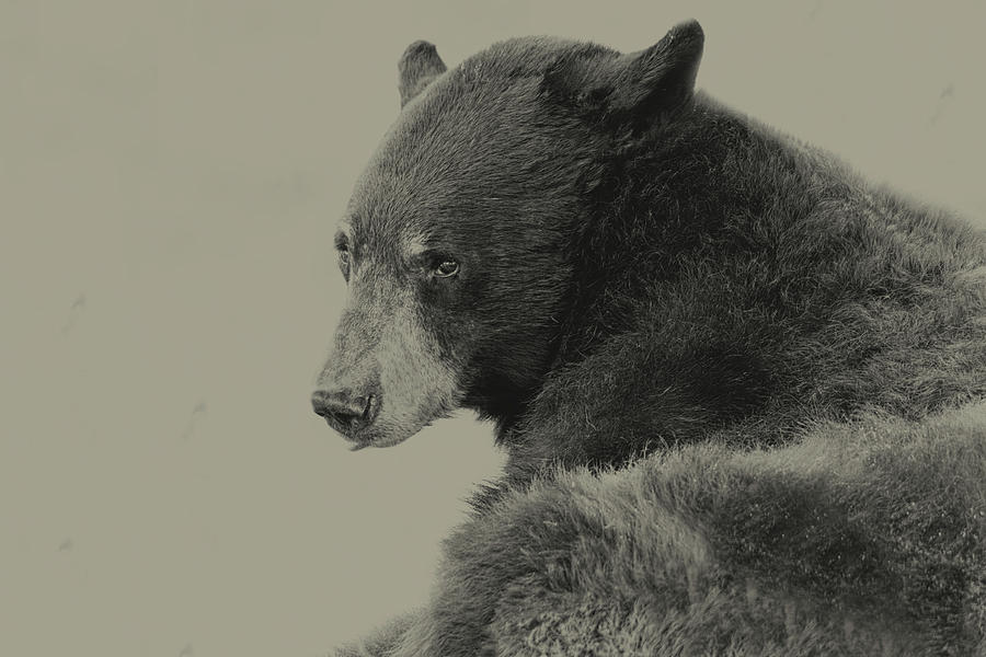 Black Bear  #8 Photograph by Brian Cross