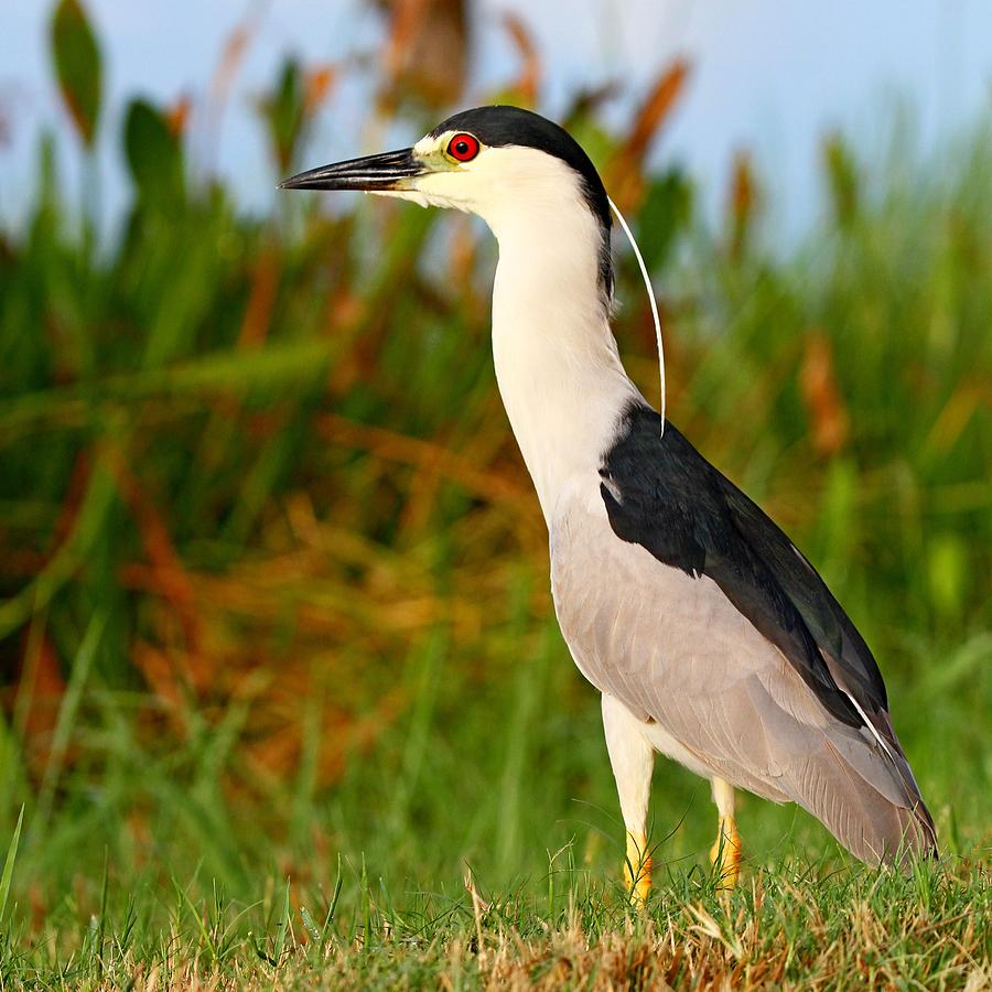 Black Crowned Night Heron by Ira Runyan Black Crowned Night Heron by Ira Runyan
