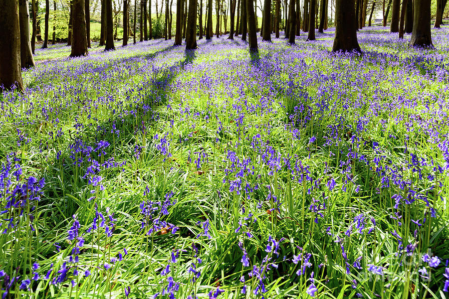 Bluebell Woods #8 Photograph by Colin Rayner