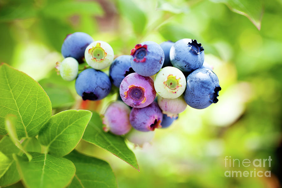 Blueberries #8 Photograph by Kati Finell