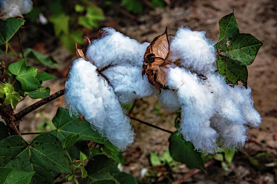 8 Bolls Of Cotton  Photograph by John Harding