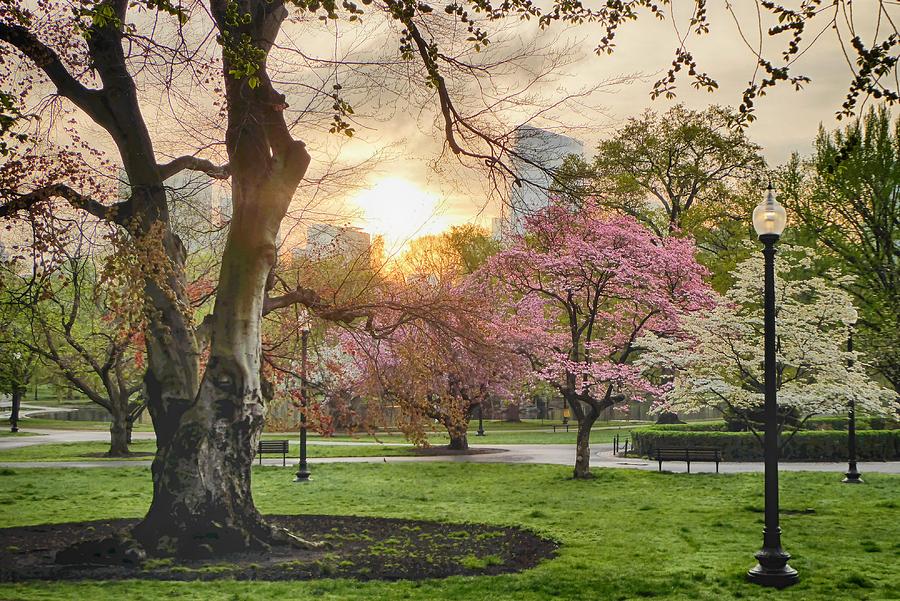 Boston Public Garden at Dawn #8 Photograph by Scott Hufford