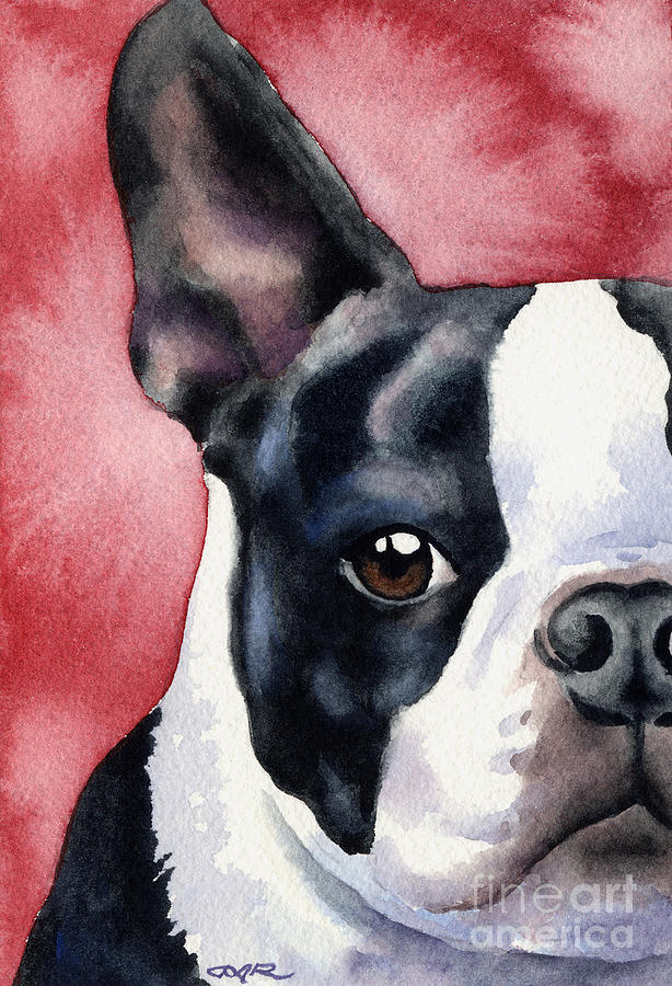 Boston Painting - Boston Terrier #7 by David Rogers