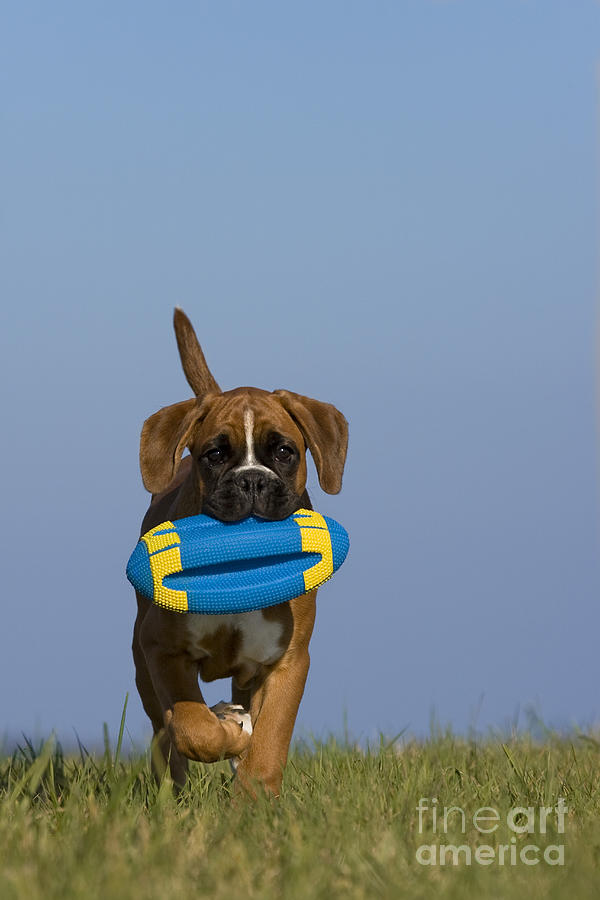 Dog Photograph - Boxer Puppy #8 by Jean-Louis Klein & Marie-Luce Hubert