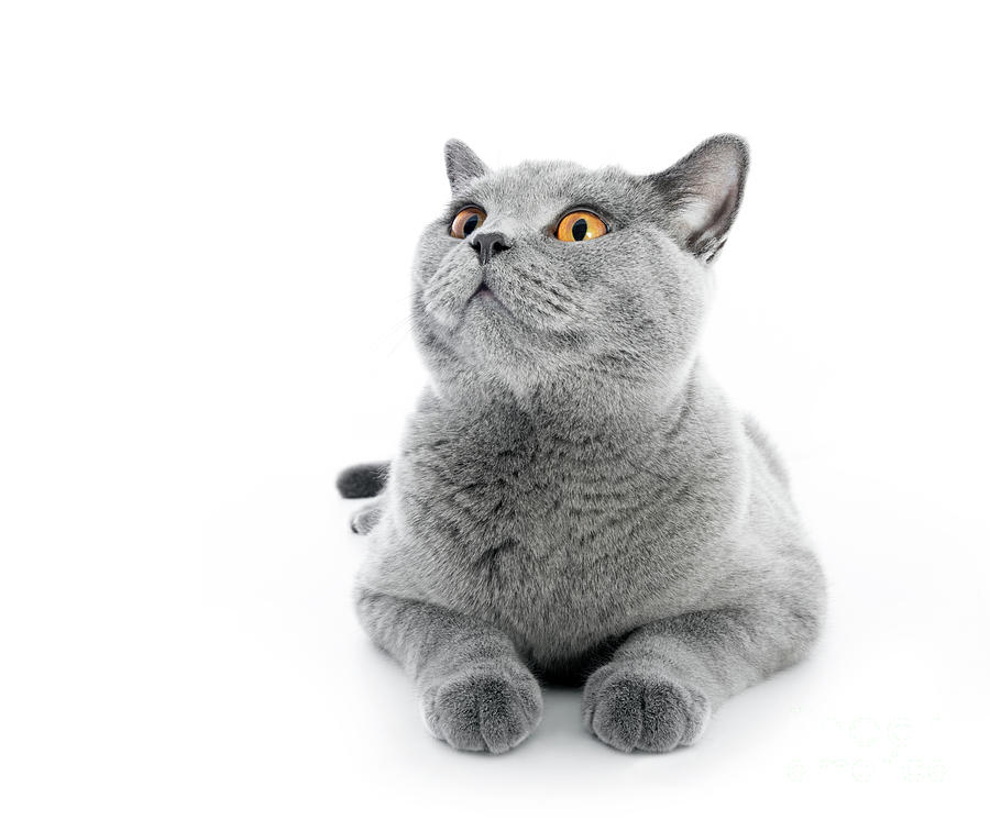 British Shorthair cat isolated on white. Lying #8 Photograph by Michal Bednarek