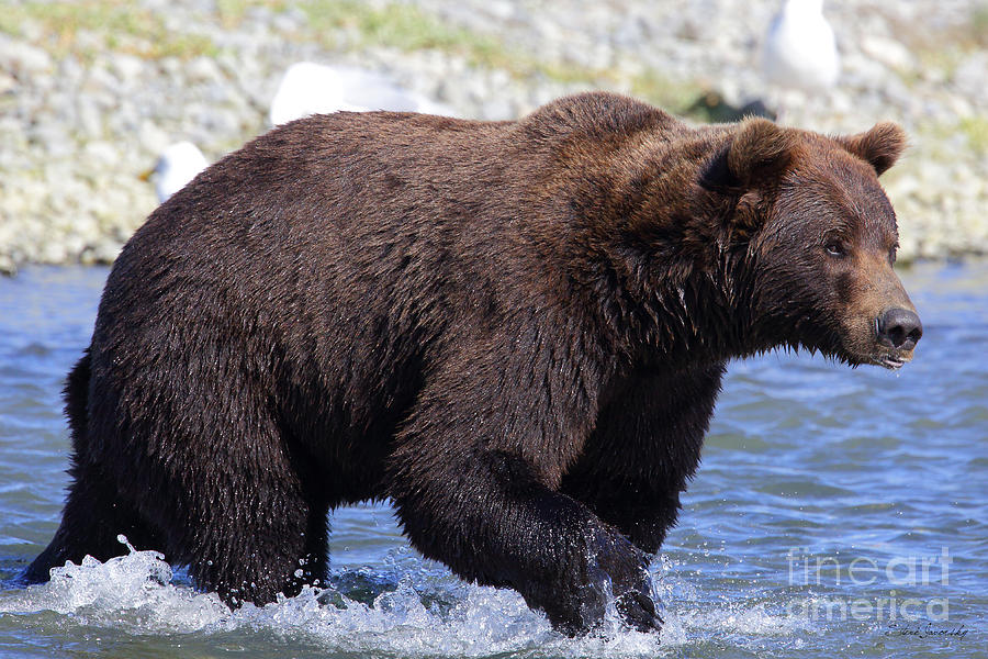 Brown Bear #8 Photograph by Steve Javorsky