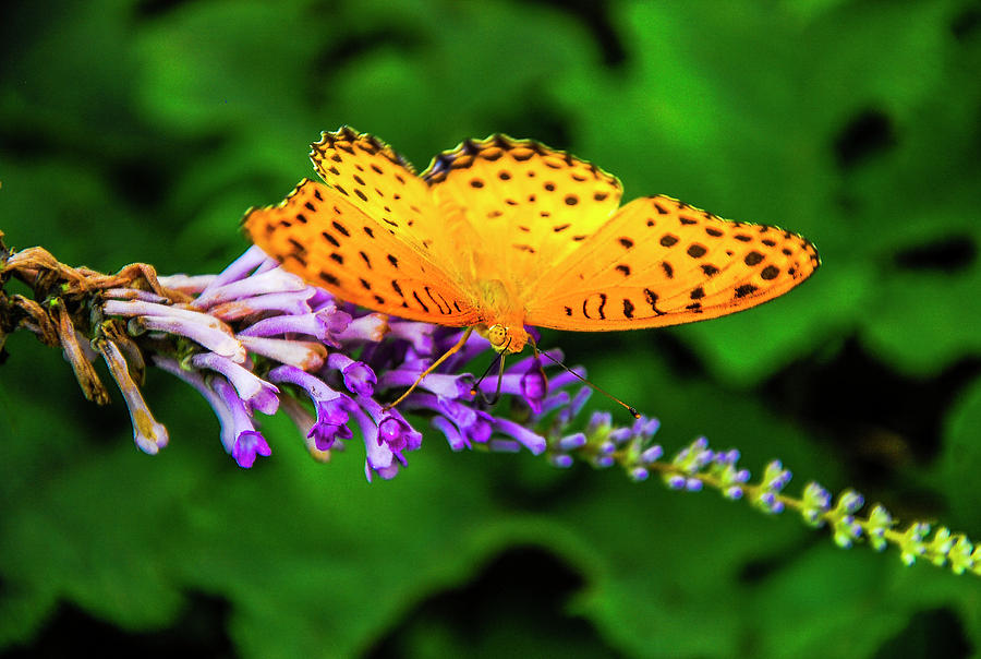 Butterfly and flower closeup #8 Photograph by Carl Ning