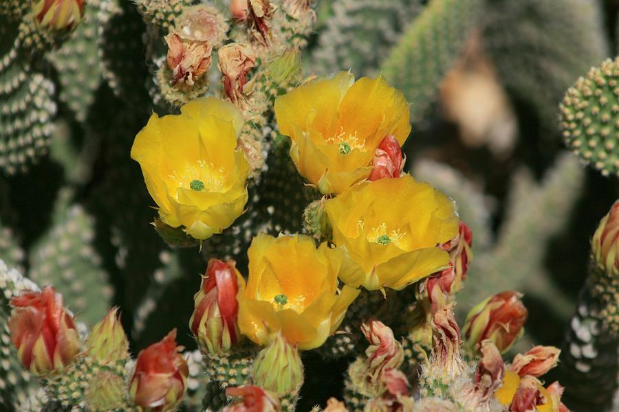 Cactus Flowers #8 Photograph by Douglas Miller