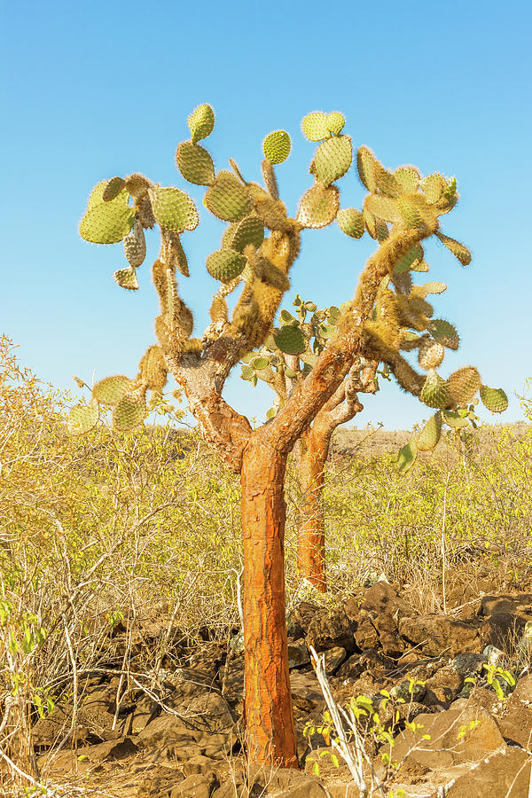 Cactus Trees In Galapagos Islands Photograph